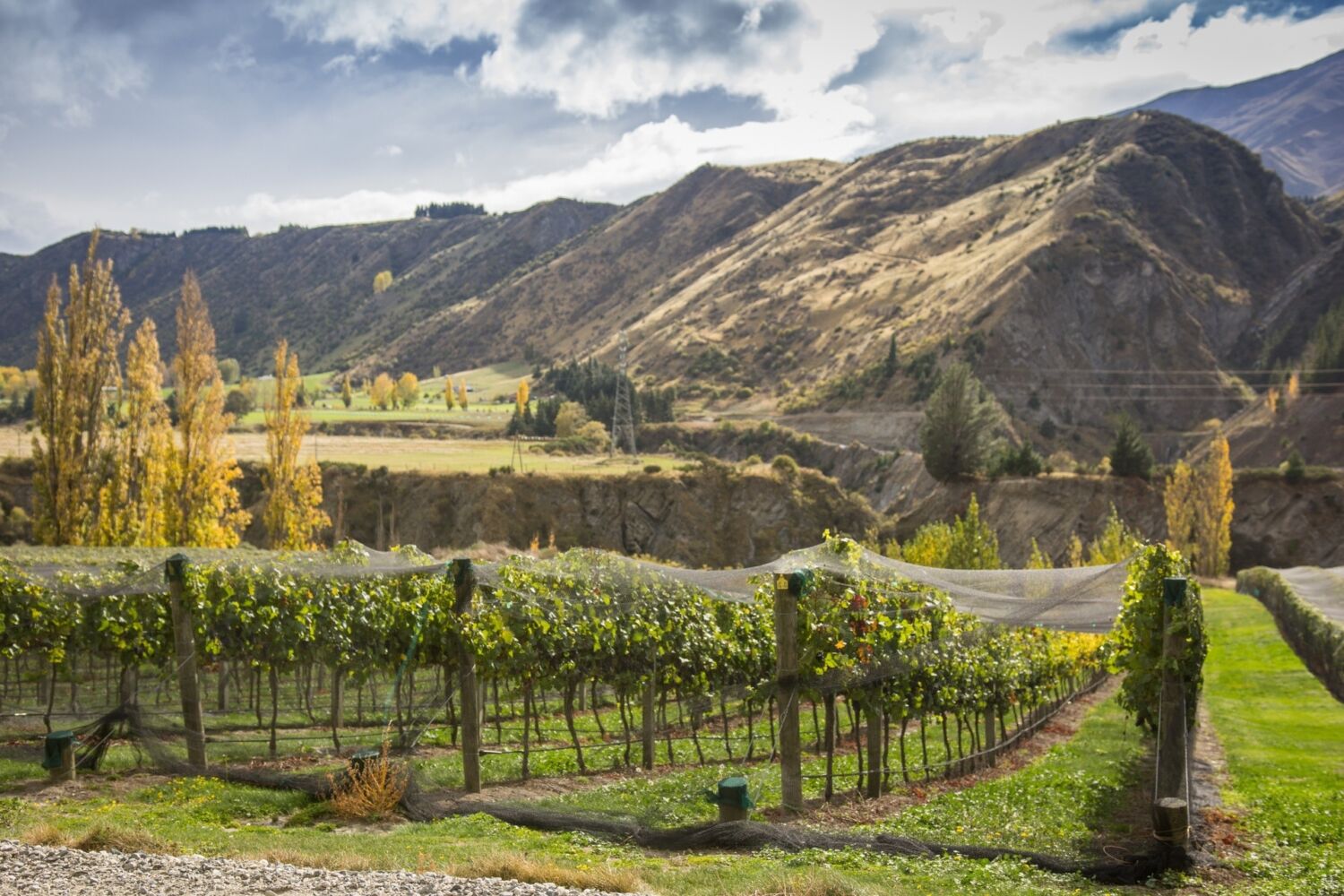 Autumn vines in Gibbston valley Queenstown wine tour