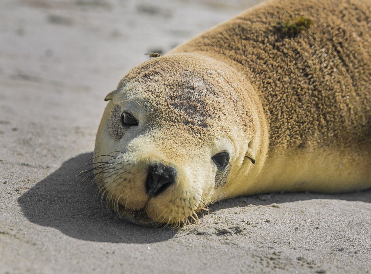 True North ASW seals Cape Nat