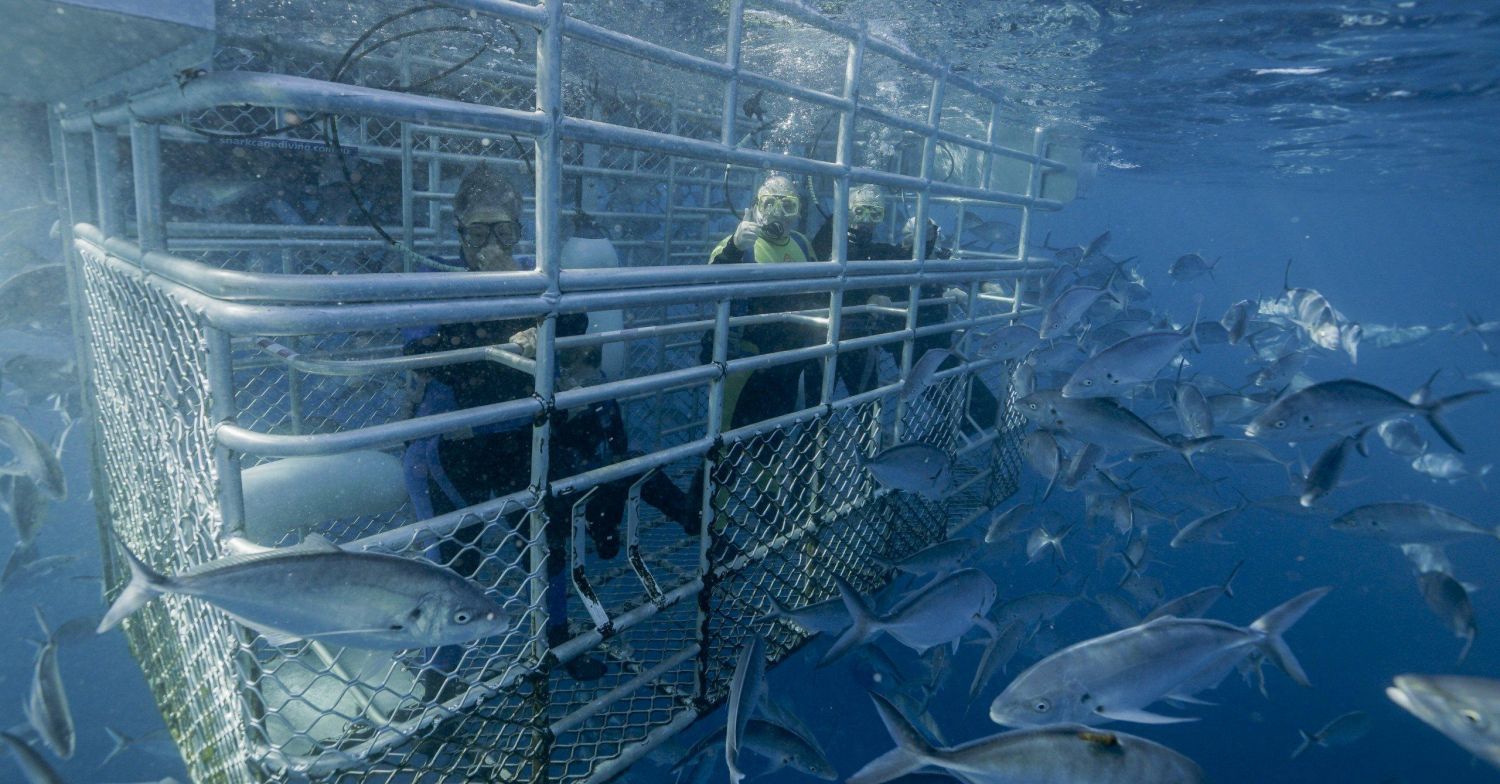 True North SS shark cage diving