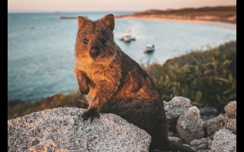 Rottnest Quokka Tourism WA